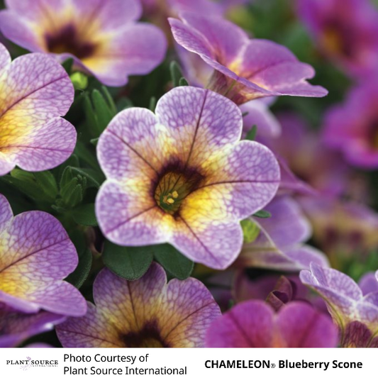 CHAMELEON Blueberry Scone