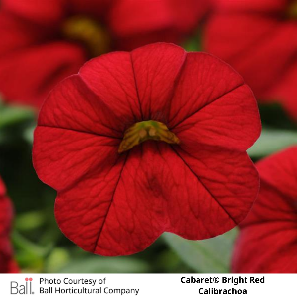 Bright Red Cabaret® Calibrachoa