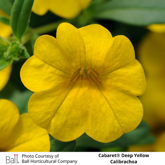 Deep Yellow Cabaret® Calibrachoa
