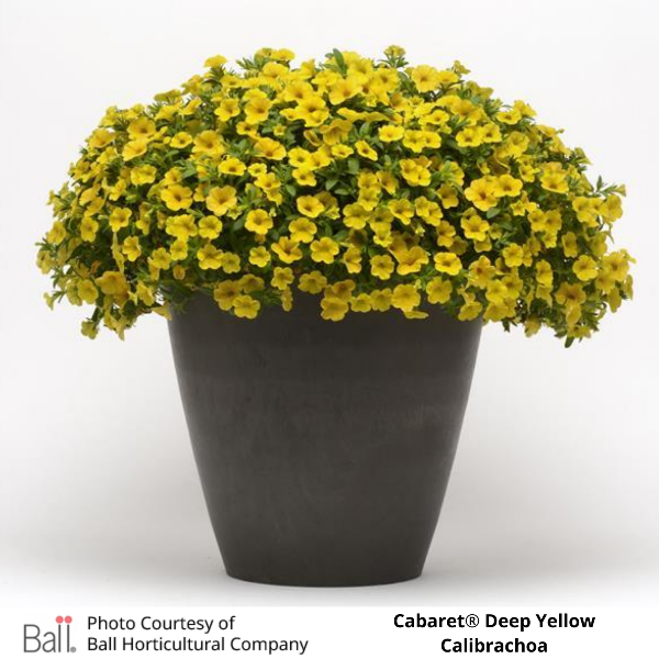 Potted Deep Yellow Cabaret® Calibrachoa