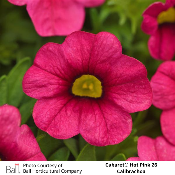 Hot Pink Cabaret® Calibrachoa