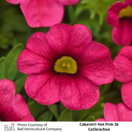 Hot Pink Cabaret® Calibrachoa