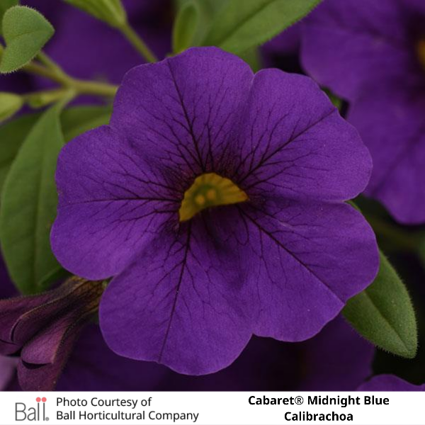 Midnight Blue Cabaret® Calibrachoa
