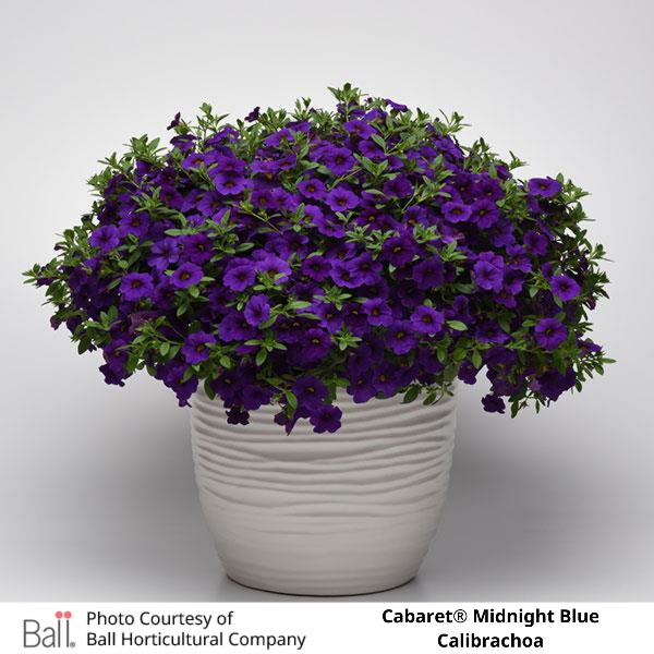 Potted Midnight Blue Cabaret® Calibrachoa
