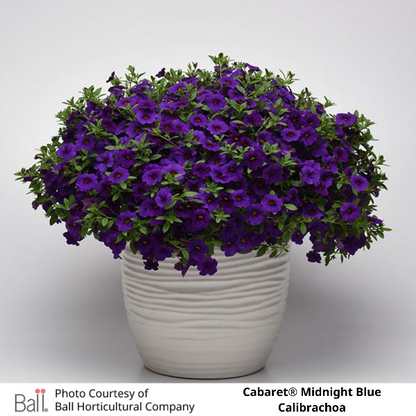 Potted Midnight Blue Cabaret® Calibrachoa