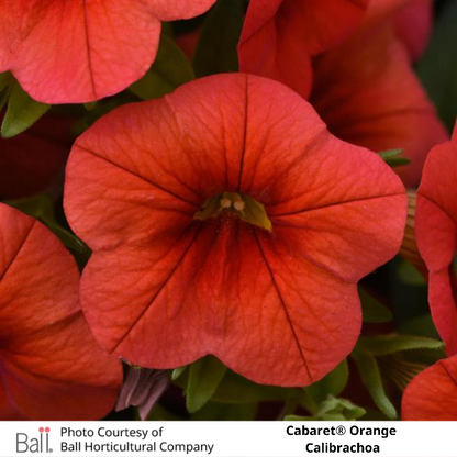 Orange Cabaret® Calibrachoa