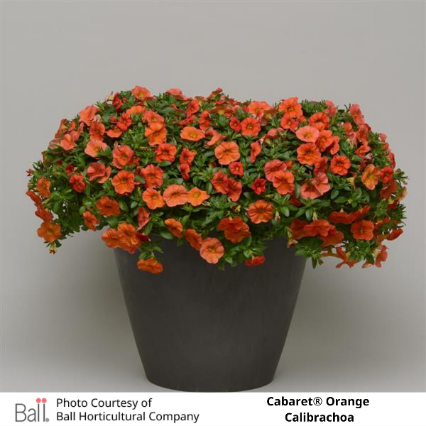 Potted Orange Cabaret® Calibrachoa