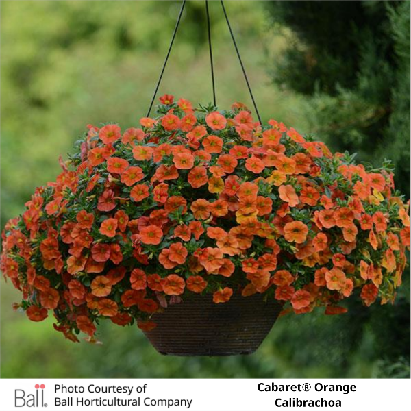 Hanging Basket Orange Cabaret® Calibrachoa 