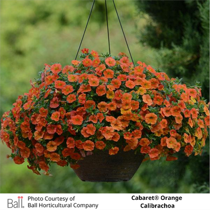 Hanging Basket Orange Cabaret® Calibrachoa 