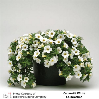Potted White Cabaret® Calibrachoa