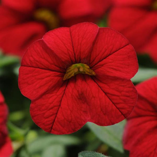 Calibrachoa Cabaret®