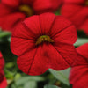 Red Bright