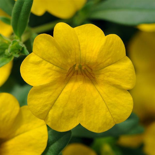 Calibrachoa Cabaret®