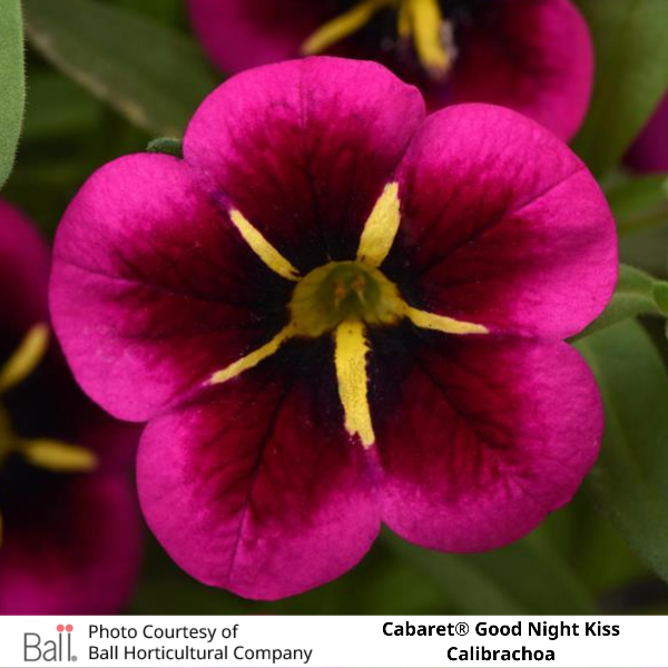 Cabaret Good Night Kiss Calibrachoa