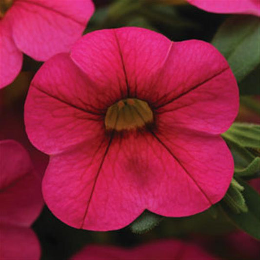 Calibrachoa Cabaret®