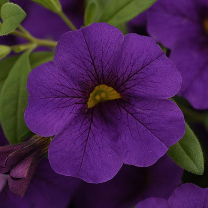 Calibrachoa Cabaret®