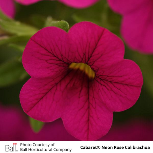 Cabaret Neon Rose Calibrachoa