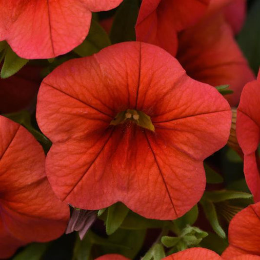 Calibrachoa Cabaret®