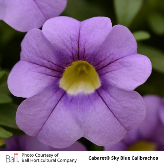 Cabaret Sky Blue Calibrachoa