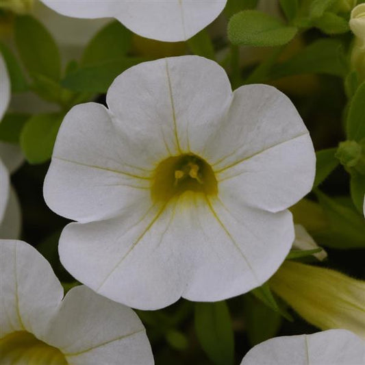 Calibrachoa Cabaret®