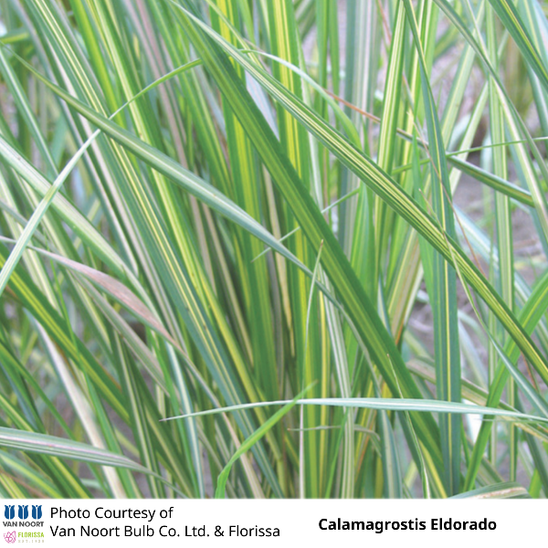 Calamagrostis Eldorado