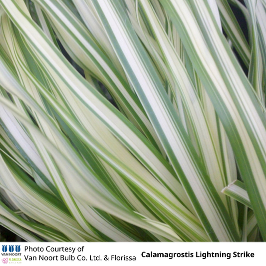 Calamagrostis Lightning Strike