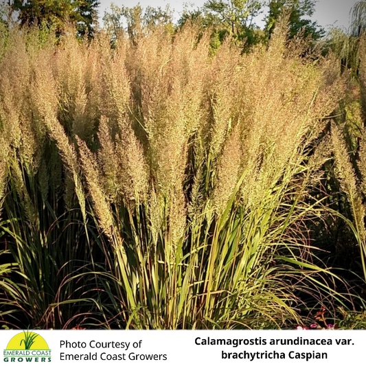 Calamagrostis arundinacea var. brachytricha Caspian