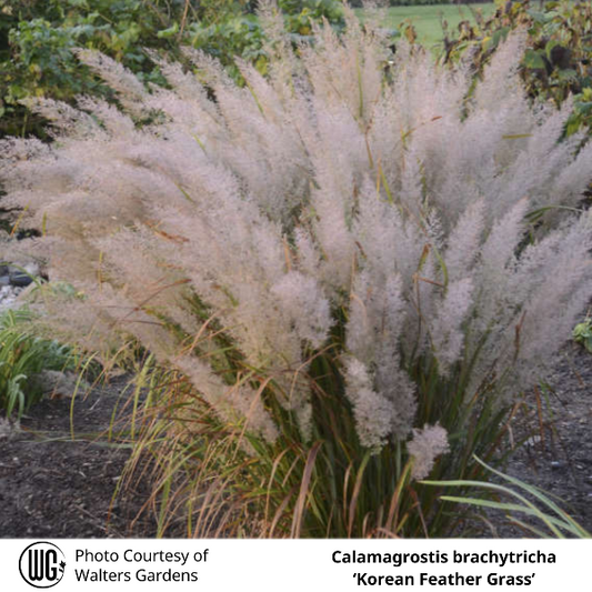 Calamagrostis brachytricha Korean Feather Grass