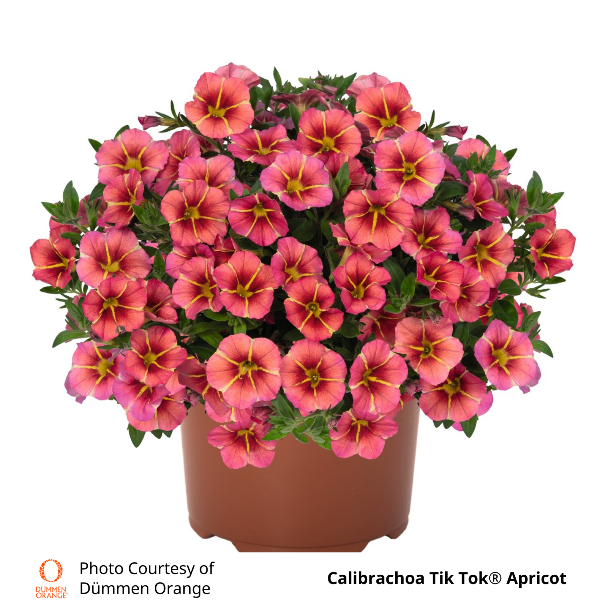Calibrachoa Tik Tok Apricot