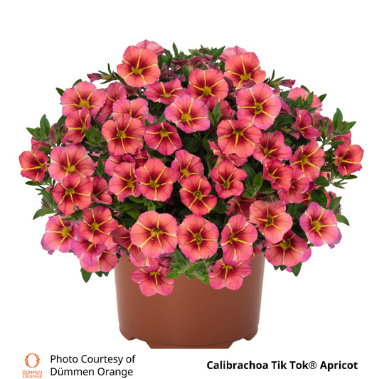 Calibrachoa Tik Tok Apricot