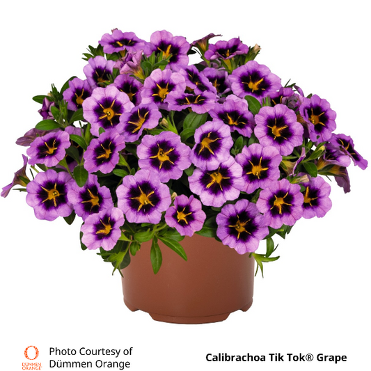 Calibrachoa Tik Tok Grape