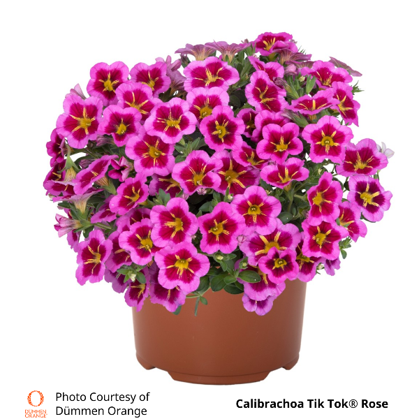 Calibrachoa Tik Tok Rose