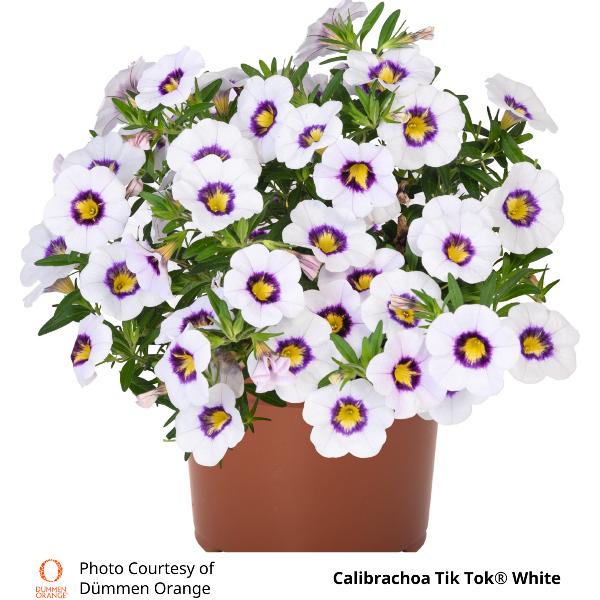 Calibrachoa Tik Tok White