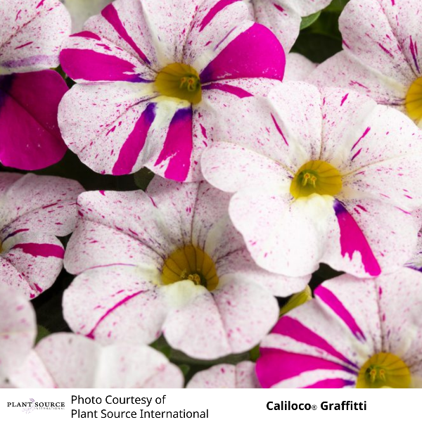 Calibrachoa Caliloco – Glenlea Greenhouses