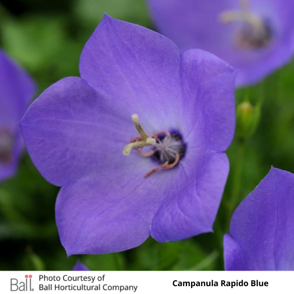 Campanula Rapido Blue
