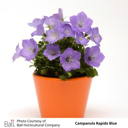 Campanula Rapido Blue