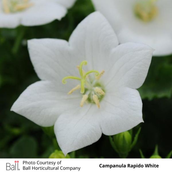 Campanula Rapido White