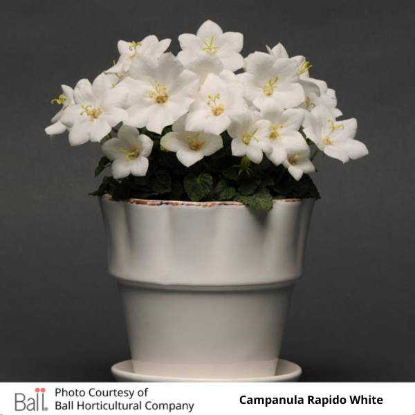 Campanula Rapido White