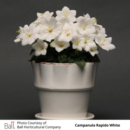 Campanula Rapido White