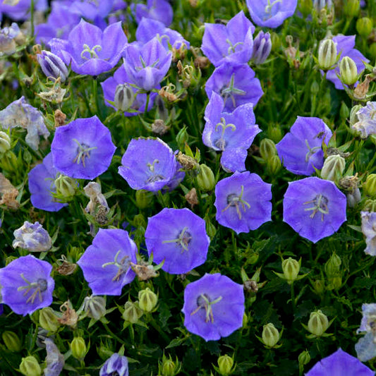 Campanula Rapido