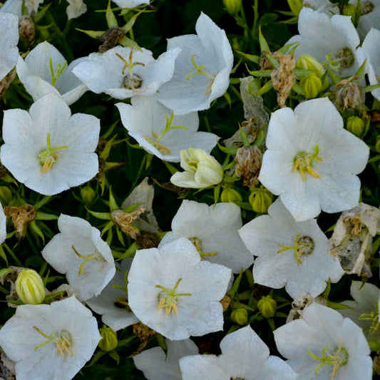 Campanula Rapido