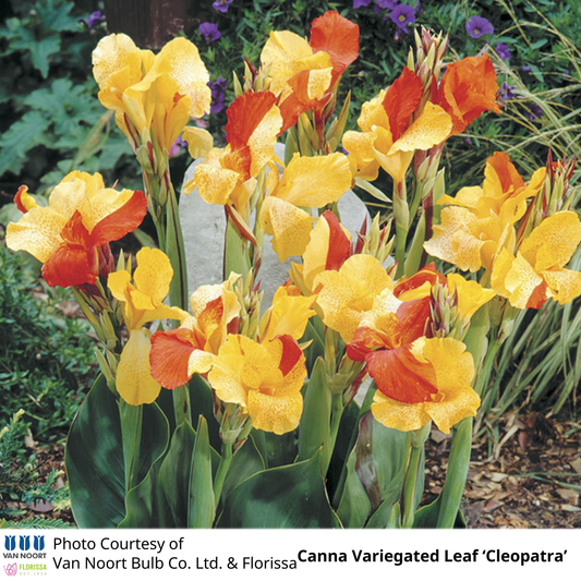 Canna Variegated Leaf