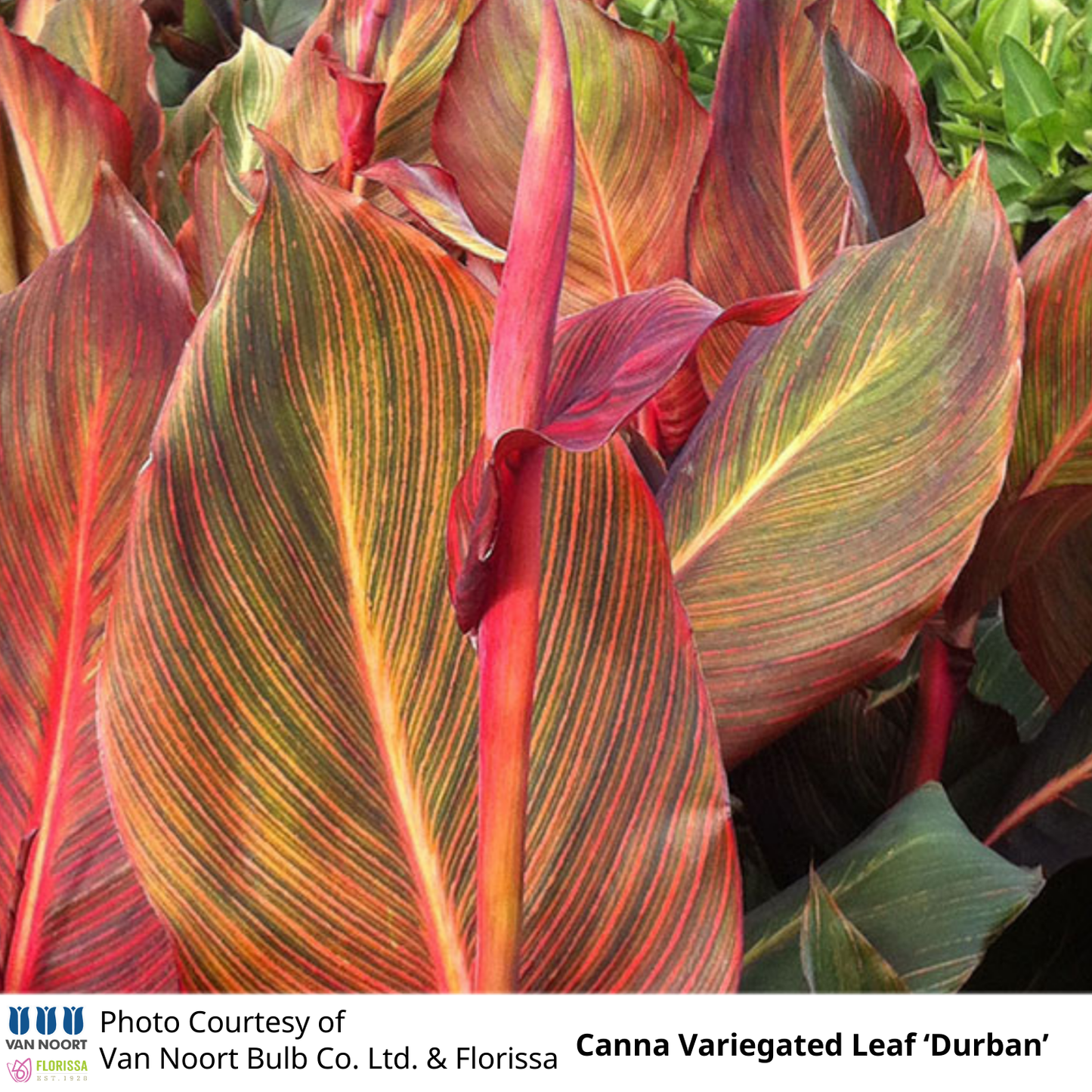 Canna Variegated Leaf