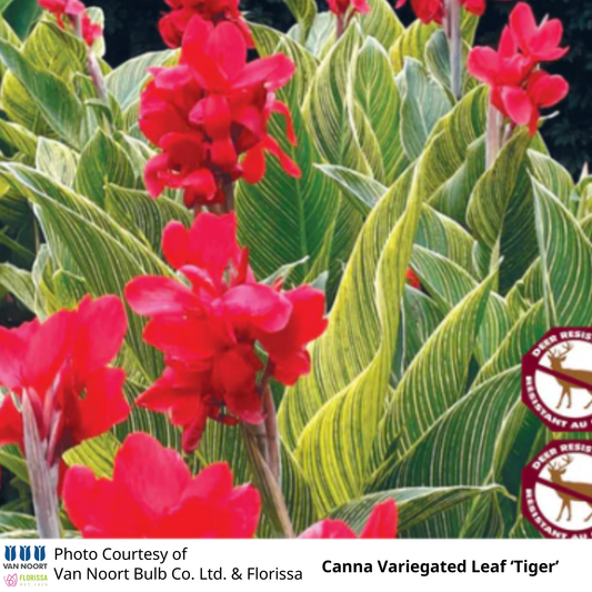 Canna Variegated Leaf