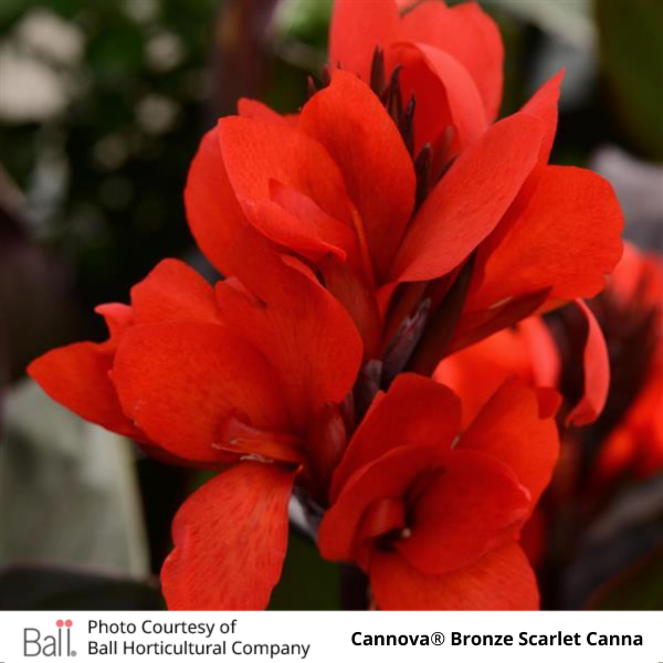 Close-up of bright red Cannova® Bronze Scarlet Canna flowers