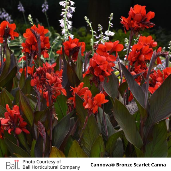 Red Cannova® Bronze Scarlet Canna flowers 