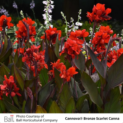 Red Cannova® Bronze Scarlet Canna flowers 
