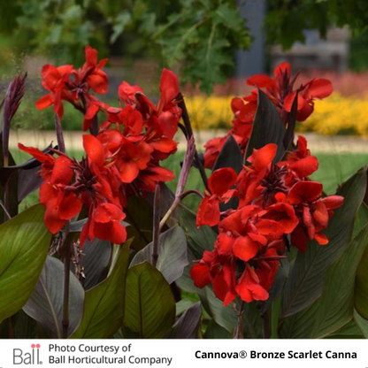 Cannova® Bronze Scarlet Canna