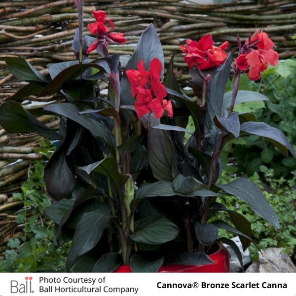 Potted Cannova® Bronze Scarlet Canna