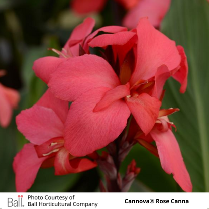 Cannova® Rose Canna